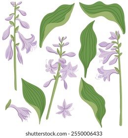 Lirio de plátano, giboshi, flor de jardín, hosta, Vector dibujando plantas con flores en el fondo blanco, elemento floral, ilustración botánica dibujada a mano