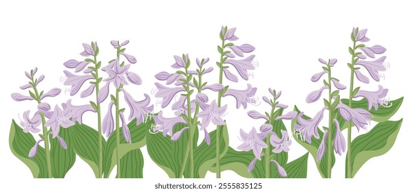 plantain lily, giboshi, garden flower, hosta, vector drawing flowering plants at white background, floral element, hand drawn botanical illustration