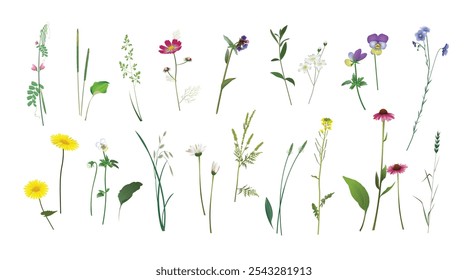 Plantain, lungwort, flax, echinacea, ragweed, field pea, grass spikelets, rapeseed, barbarea, doronicum, chickweed, chamomile, forget-me-not, cosmos flower. Wild plants realistic isolated drawings set