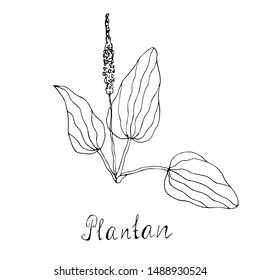 Plantain medicinal. Linear drawing. Vector illustration.