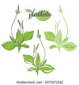 Plantain. Medicinal plant wild field flower.Sketch.Hand drawn vector illustration, isolated floral elements for design on white background.
