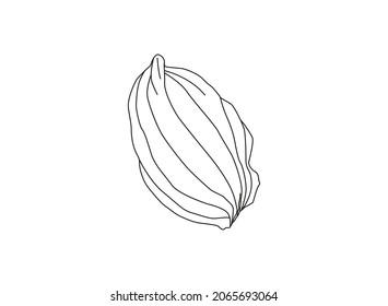 Plantain. Medicinal plant wild field flower.Sketch.Hand drawn outline vector illustration, isolated floral elements for design on white background.