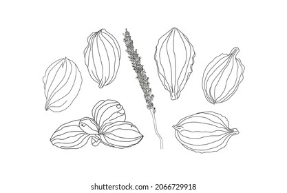 Plantain. Medicinal plant wild field flower.Sketch.Hand drawn outline vector illustration, isolated floral elements for design on white background.