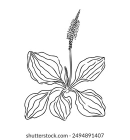 Plantain. Medicinal plant wild field flower.Sketch.Hand drawn outline vector illustration