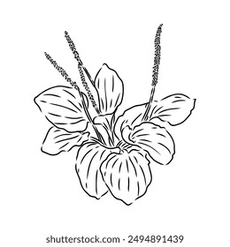Plantain. Medicinal plant wild field flower.Sketch.Hand drawn outline vector illustration