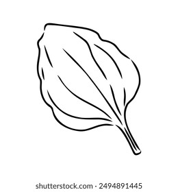 Plantain. Medicinal plant wild field flower.Sketch.Hand drawn outline vector illustration