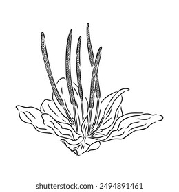 Plantain. Medicinal plant wild field flower.Sketch.Hand drawn outline vector illustration