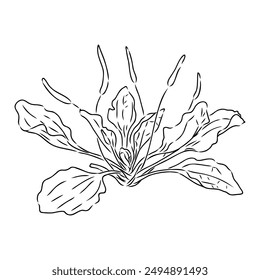 Plantain. Medicinal plant wild field flower.Sketch.Hand drawn outline vector illustration