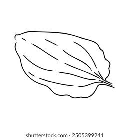 Plantain. Medicinal plant wild field flower. Sketch. Hand drawn outline vector illustration