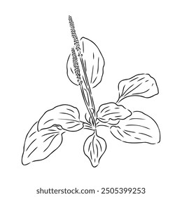 Plantain. Medicinal plant wild field flower. Sketch. Hand drawn outline vector illustration