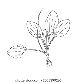 Plantain. Medicinal plant wild field flower. Sketch. Hand drawn outline vector illustration