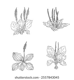 Plantain. Medicinal plant wild field flower. Sketch. Hand drawn outline vector illustration