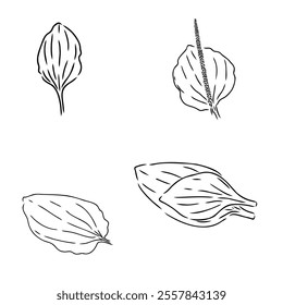 Plantain. Medicinal plant wild field flower. Sketch. Hand drawn outline vector illustration