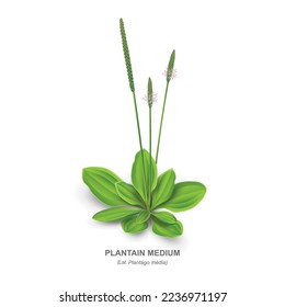 Plantain Medium (Lat. Plantágo média) with leaves and inflorescences - a  medicinal plant isolated on white background close-up. Realistic vector drawing with the plant name in English and Latin.