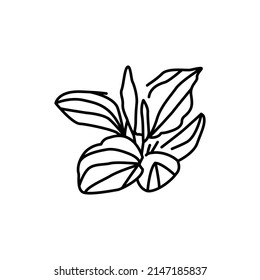 Plantain Plant Color Line Icon. Pictogram For Web Page, Mobile App, Promo.