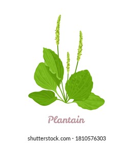 Plantain plant isolated on white background. Vector illustration of medicinal herb in cartoon flat style.