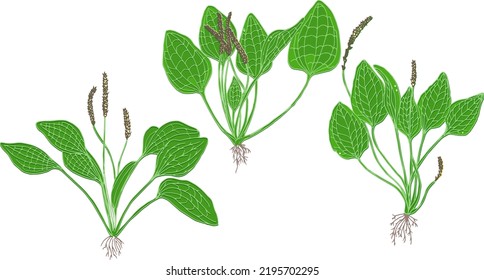 Plantain Plant Isolated On White Background. Vector Illustration Of Medicinal Herb In Cartoon Flat Style. Plantago