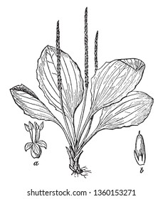 Plantain plant is long seed head with broad spreading leaves, vintage line drawing or engraving illustration.