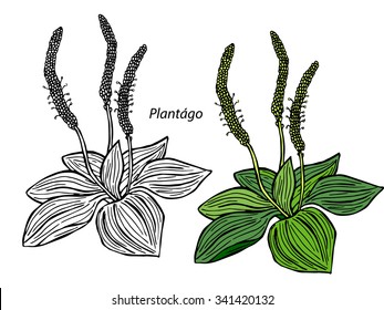 Plantain. Plantago major