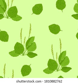 Plantain Seamless Pattern. Vector Illustration Of Medicinal Plant In Cartoon Flat Style. Field Wild Herbs.