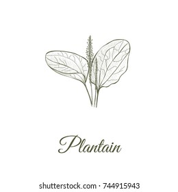 Plantain skech hand drawing. Plantain vector illustration