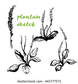 plantain sketch