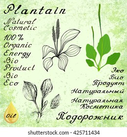 Plantain. Vector set of 3 drawing and hand-lettering. English and Russian texts. Natural cosmetic. Medicinal plant. For print, decoration, image, design, label, wrapping