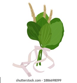 plantain vector stock illustration. Cute bouquet of wild herbs with a bow for a postcard. Medicinal rights from the meadow. Isolated on a white background.