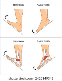 Plantar flexion dorsiflexion anatomical terms vector image
