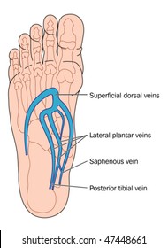 Plantar veins of the foot - labeled