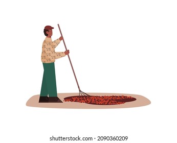 Trabajador de plantaciones secando granos de café en el suelo, ilustración vectorial de dibujos animados aislados en fondo blanco. Hombre ocupado con cosecha y procesamiento de café.