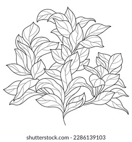 Plant.Coloring book antistress for children and adults. Illustration isolated on white background.Zen-tangle style. Hand draw