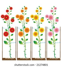 planted roses in different color