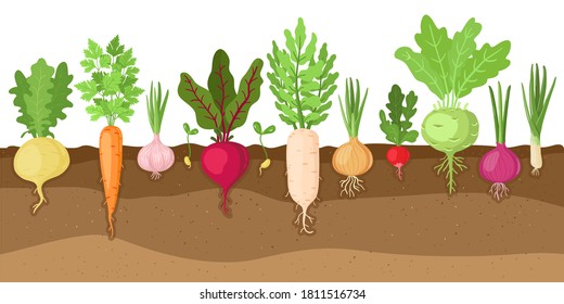 Planted vegetables. Cartoon root growing vegetables, veggies fibrous root system, soil vegetable root structure vector illustration set. Fresh organic healthy food growing, farming