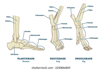 Plantigrade, Digitigrade and Unguligrade comparison vector illustration. Educational labeled structure scheme with human, dog and pig legs collection. Bone skeleton parts with location explanation.