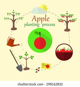 Planting apple trees process, continuous range of planting, flat vector. For your infographics, banner, or educational posters on planting apple trees.