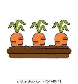 Planting of carrots