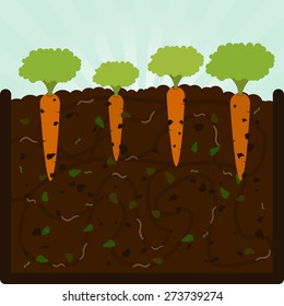 Planting carrots and compost. Composting process with organic matter, microorganisms and earthworms. Fallen leaves on the ground.