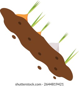 
Planting carrots growing above the ground