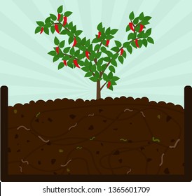 Planting chilli pepper. Composting process with organic matter, microorganisms and earthworms. Fallen leaves on the ground.