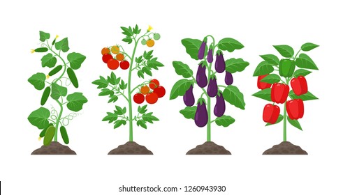Planting and cultivation concept illustration in flat design. Cucumber, potato, eggplant, pepper plants with ripe fruits isolated on white background. Farming organic vegetables infographic elements.