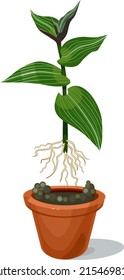 Planting a cutting of wandering Jew plant (Tradescantia fluminensis) with green leaves and roots in flower pot isolated on white background