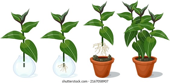 Planting a cutting of wandering Jew plant (Tradescantia fluminensis) with green leaves and roots in flower pot isolated on white background