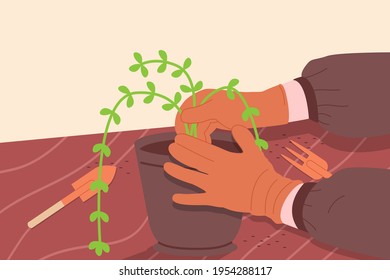 Plantando flores de jardín. Jardinería, agricultura, pasatiempos agrícolas y empleo. Imagen de un jardinero replantando flores en una maceta de flores. Dibujo gráfico plano ilustrativo de las manos con una planta.