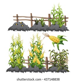 Planting, growing, and ripening of corn. Agriculture. Vector.