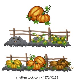 Planting, growing and ripening pumpkins. Agriculture. Vector.