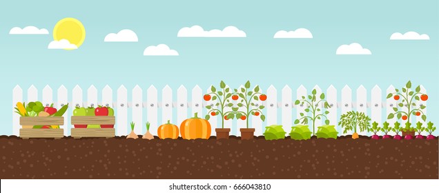 planting growing vegetables flat design vector graphic