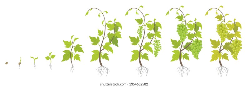 Planting growth stages of grapes plant. Vineyard planting increase phases. Vitis vinifera harvested. Ripening period infographics. The life cycle. Vector illustration.