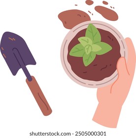 Planting houseplant in ceramic pot. Home garden work isolated on white background