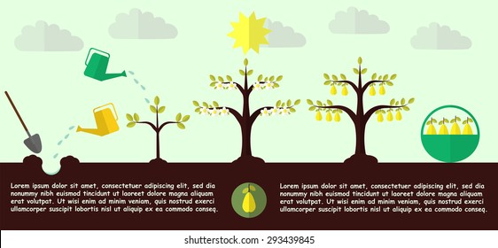 Planting pear tree process flat vector. EPS 10 a layered.